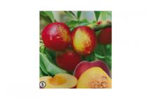 prunus persica nucipersica