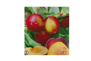 prunus persica nucipersica