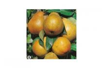pyrus communis