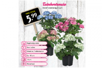 tuinhortensia