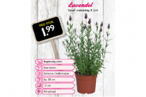 lavendel