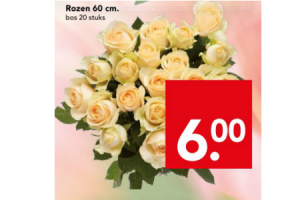 rozen 60 cm