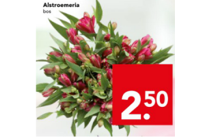 alstroemeria