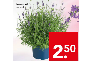 lavendel