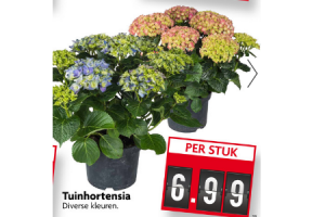 tuinhortensia