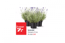 lavendel