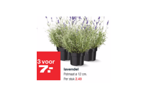 lavendel