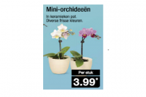 mini orchideeen