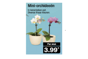 mini orchideeen