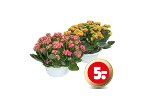 kalanchoe