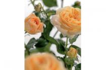 intratuin struikroos rosa cream abundance