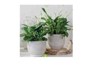 lepelplant spathiphyllum pearl