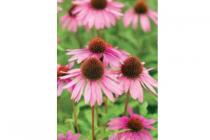 roze zonnehoed echinacea summer cloud