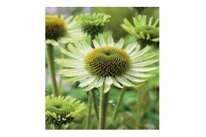 groene zonnehoed echinacea green jewel