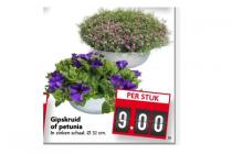 gipskruid of petunia