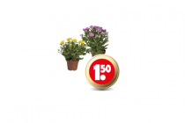 chrysant