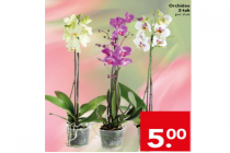 orchidee 2 taks