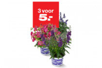 zomerbloeiers seasons best survivors