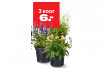 bloeiende vaste planten