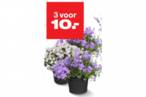 campanula