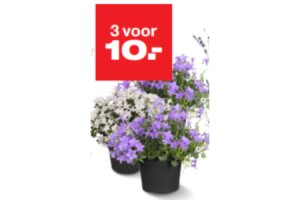 campanula