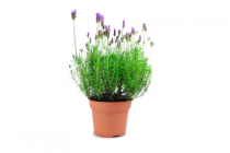 vaste planten