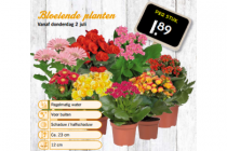 bloeiende planten