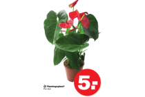 flamingoplant