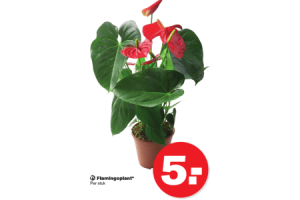 flamingoplant