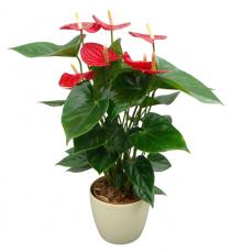 anthurium plant