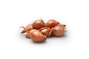 sjalotten
