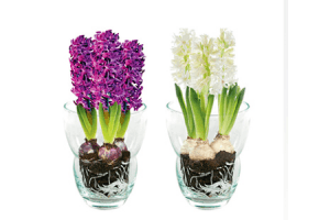 ah hyacinten in vaas
