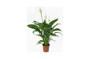 grote spathiphyllum