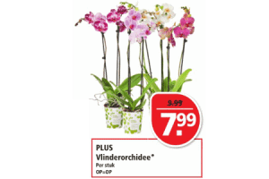 plus vlinderorchidee