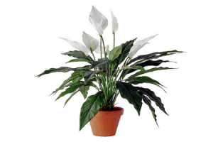 spathiphyllum