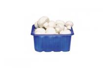 hollandse champignons