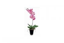 coop christas orchidee