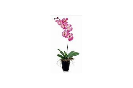 coop christas orchidee