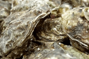 verse zeeuwse oesters