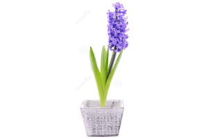 hyacinth