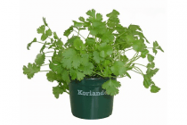 koriander pot