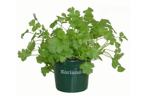 koriander pot