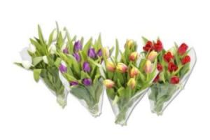 tulpen