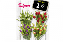 tulpen