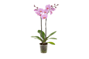 orchidee 2 taks