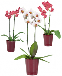 phalaenopsis