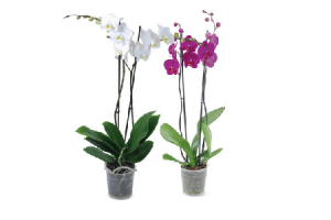 valentijns orchideeen