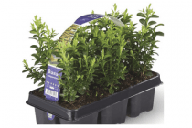 buxus