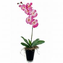 orchidee phalaenopsis 1 takker
