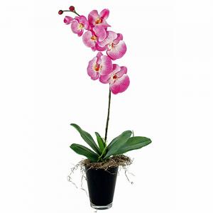 orchidee phalaenopsis 1 takker